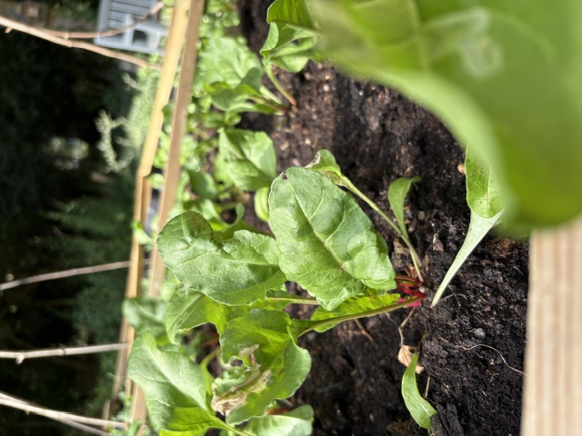 Vegetables growing in a community garden raised bed