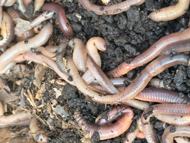 Close up of soil biology research subjects